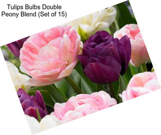 Tulips Bulbs Double Peony Blend (Set of 15)