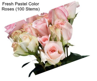 Fresh Pastel Color Roses (100 Stems)