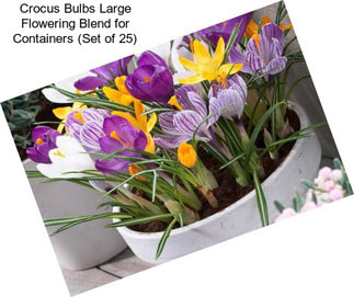 Crocus Bulbs Large Flowering Blend for Containers (Set of 25)