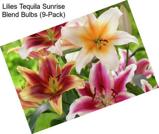 Lilies Tequila Sunrise Blend Bulbs (9-Pack)