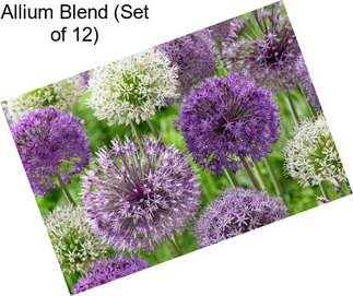 Allium Blend (Set of 12)