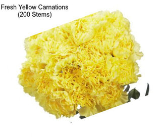 Fresh Yellow Carnations (200 Stems)