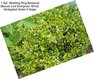 1 Gal. Wedding Ring Boxwood (Buxus) Live Evergreen Shrub, Variegated Green Foliage