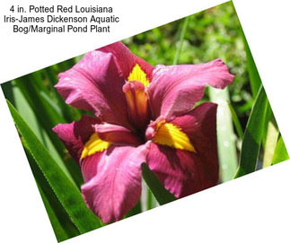 4 in. Potted Red Louisiana Iris-James Dickenson Aquatic Bog/Marginal Pond Plant