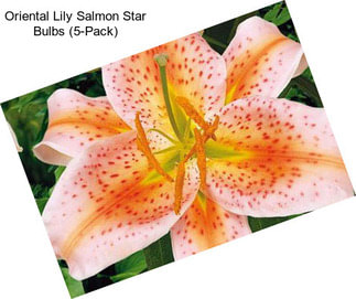 Oriental Lily Salmon Star Bulbs (5-Pack)