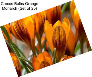 Crocus Bulbs Orange Monarch (Set of 25)