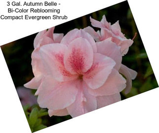3 Gal. Autumn Belle - Bi-Color Reblooming Compact Evergreen Shrub