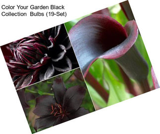 Color Your Garden Black  Collection  Bulbs (19-Set)