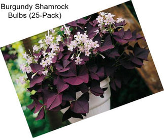 Burgundy Shamrock Bulbs (25-Pack)