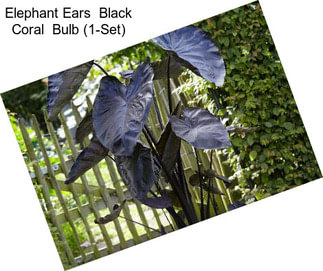 Elephant Ears  Black Coral  Bulb (1-Set)