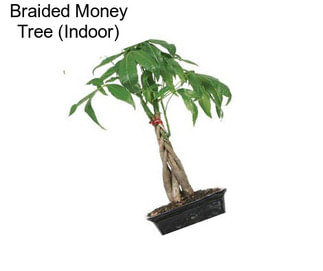 Braided Money Tree (Indoor)