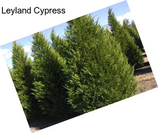 Leyland Cypress