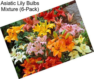 Asiatic Lily Bulbs Mixture (6-Pack)