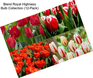 Blend Royal Highness Bulb Collection (12-Pack)