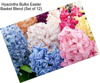 Hyacinths Bulbs Easter Basket Blend (Set of 12)