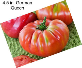 4.5 in. German Queen