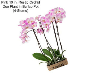 Pink 10 in. Rustic Orchid Duo Plant in Burlap Pot (4-Stems)