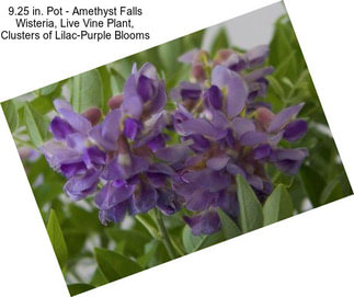 9.25 in. Pot - Amethyst Falls Wisteria, Live Vine Plant, Clusters of Lilac-Purple Blooms