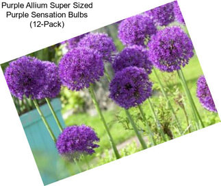 Purple Allium Super Sized Purple Sensation Bulbs (12-Pack)