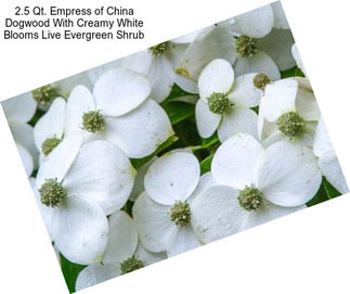 2.5 Qt. Empress of China Dogwood With Creamy White Blooms Live Evergreen Shrub