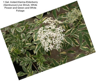 1 Gal. Instant Karma Elderberry (Sambucus) Live Shrub, White Flower and Green and White Foliage