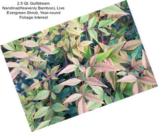 2.5 Qt. Gulfstream Nandina(Heavenly Bamboo), Live Evergreen Shrub, Year-round Foliage Interest