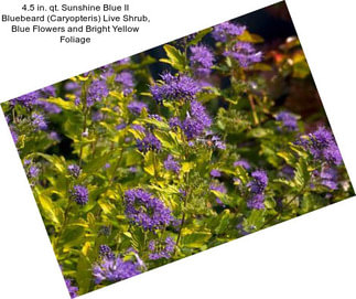 4.5 in. qt. Sunshine Blue II Bluebeard (Caryopteris) Live Shrub, Blue Flowers and Bright Yellow Foliage