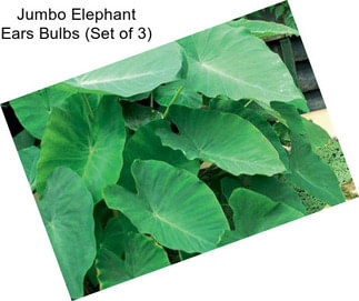 Jumbo Elephant Ears Bulbs (Set of 3)