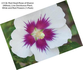 2.5 Qt. Red Heart Rose of Sharon (Althea), Live Deciduous Plant, White and Red Flowers (1-Pack)