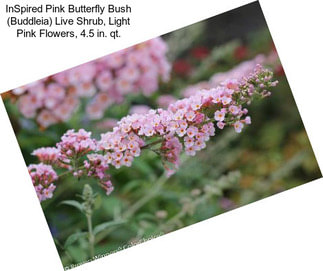 InSpired Pink Butterfly Bush (Buddleia) Live Shrub, Light Pink Flowers, 4.5 in. qt.