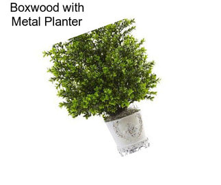 Boxwood with Metal Planter