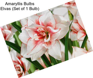 Amaryllis Bulbs Elvas (Set of 1 Bulb)