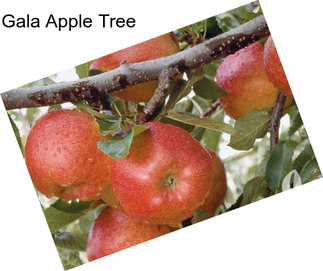 Gala Apple Tree