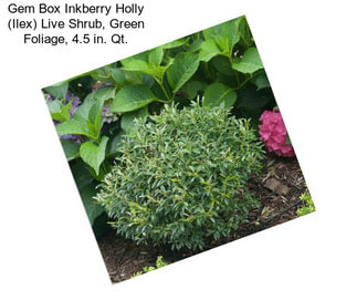 Gem Box Inkberry Holly (Ilex) Live Shrub, Green Foliage, 4.5 in. Qt.
