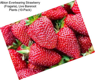 Albion Everbearing Strawberry (Fragaria), Live Bareroot Plants (10-Pack)