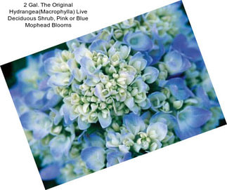 2 Gal. The Original Hydrangea(Macrophylla) Live Deciduous Shrub, Pink or Blue Mophead Blooms