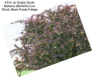 4.5 in. qt. Sunjoy Syrah Barberry (Berberis) Live Shrub, Black-Purple Foliage