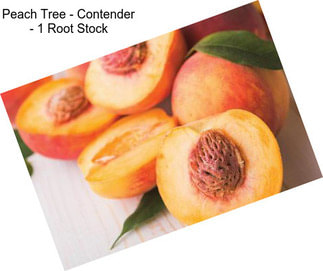 Peach Tree - Contender - 1 Root Stock