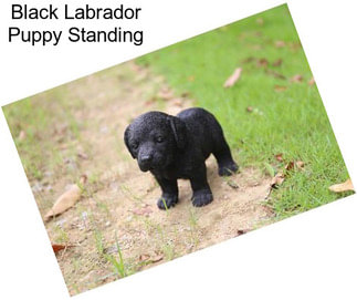 Black Labrador Puppy Standing