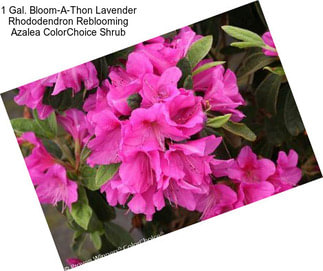 1 Gal. Bloom-A-Thon Lavender Rhododendron Reblooming Azalea ColorChoice Shrub