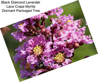 Black Diamond Lavender Lace Crape Myrtle Dormant Packaged Tree