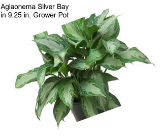 Aglaonema Silver Bay in 9.25 in. Grower Pot