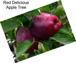 Red Delicious Apple Tree