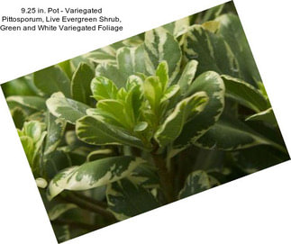 9.25 in. Pot - Variegated Pittosporum, Live Evergreen Shrub, Green and White Variegated Foliage