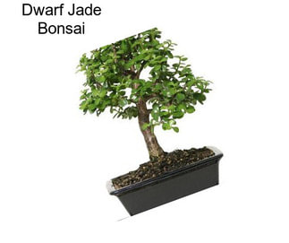 Dwarf Jade Bonsai