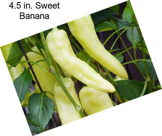 4.5 in. Sweet Banana