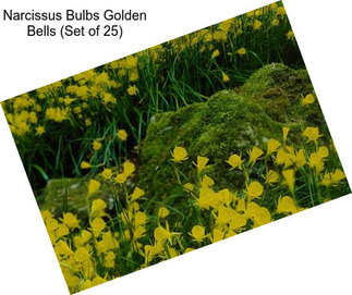 Narcissus Bulbs Golden Bells (Set of 25)