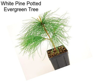 White Pine Potted Evergreen Tree