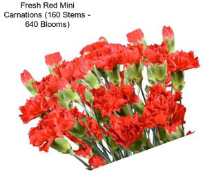 Fresh Red Mini Carnations (160 Stems - 640 Blooms)