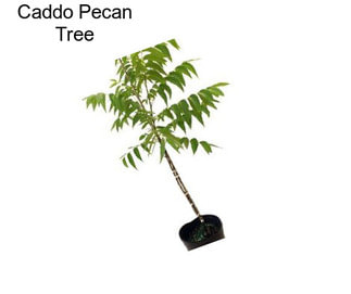 Caddo Pecan Tree